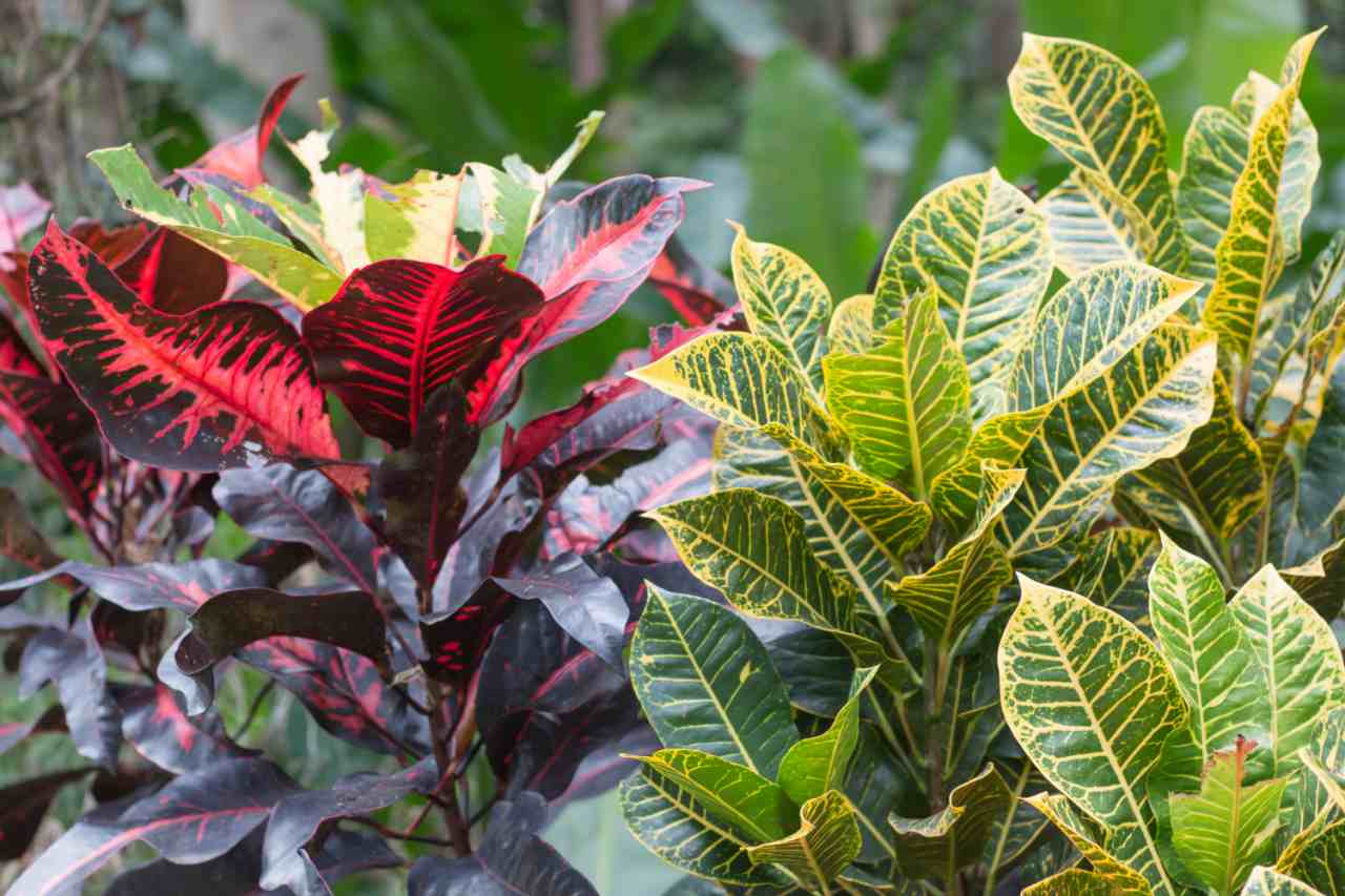 Vuoi piante rigogliose senza spendere nulla? I fertilizzanti naturali che hai già in casa