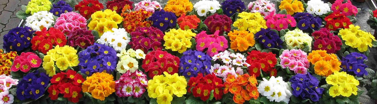 8 piante spettacolari che fioriscono ad aprile