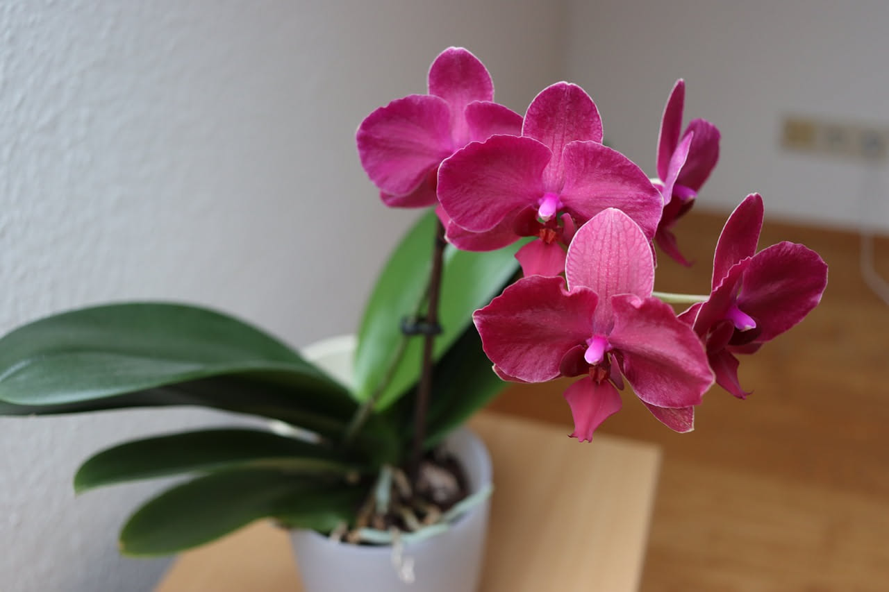 Orchidea: perché resta sterile dopo il primo anno e come risvegliarla
