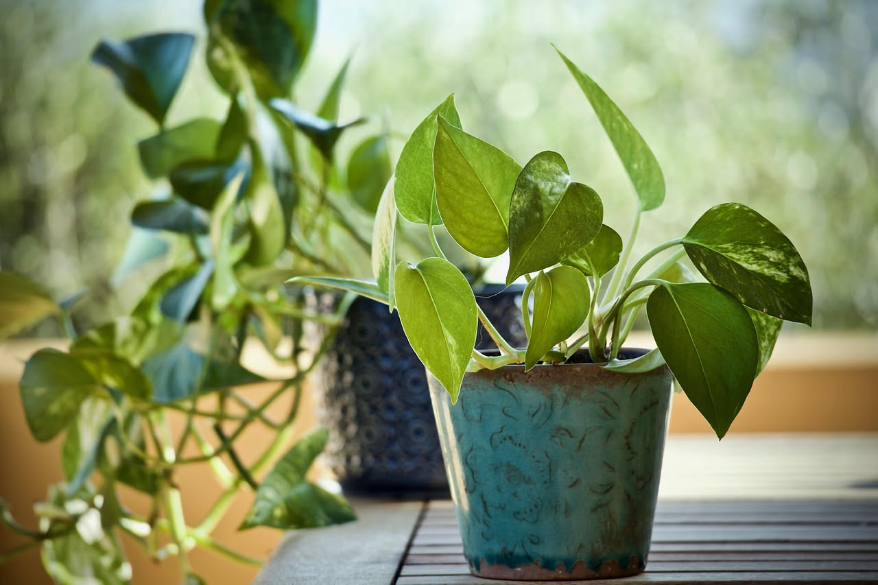 Pothos: la pianta che sopravvive a tutto (quasi). Il segreto è l'acqua