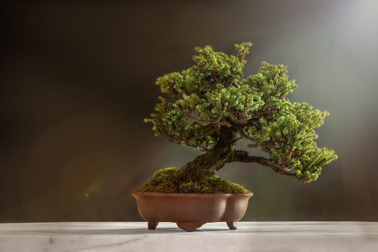 Bonsai in appartamento: quando la pazienza diventa una pianta