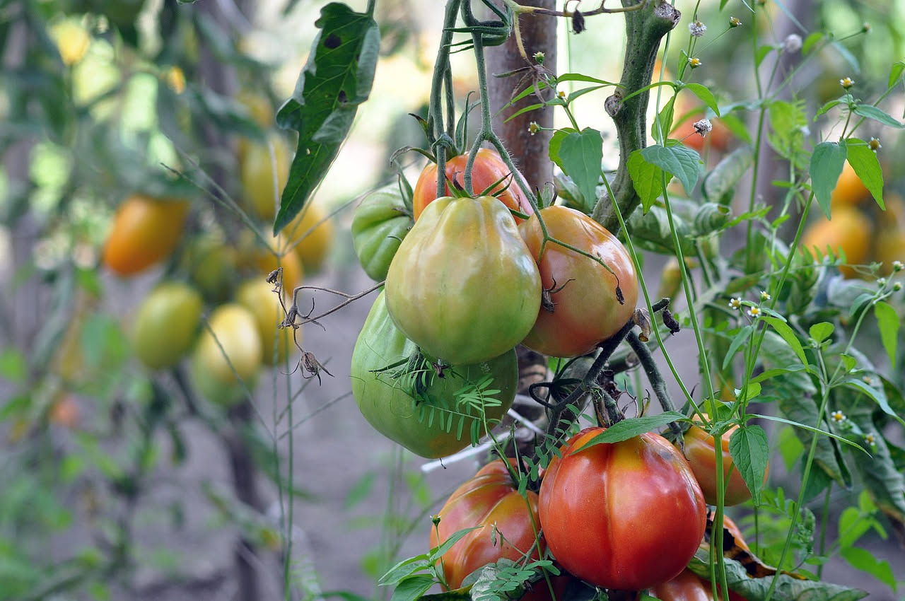 Pomodori in terrazzo: quali varietà non muoiono col caldo di luglio