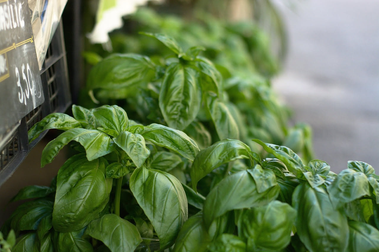 Basilico perenne: come averlo fresco 8 mesi l'anno sul balcone