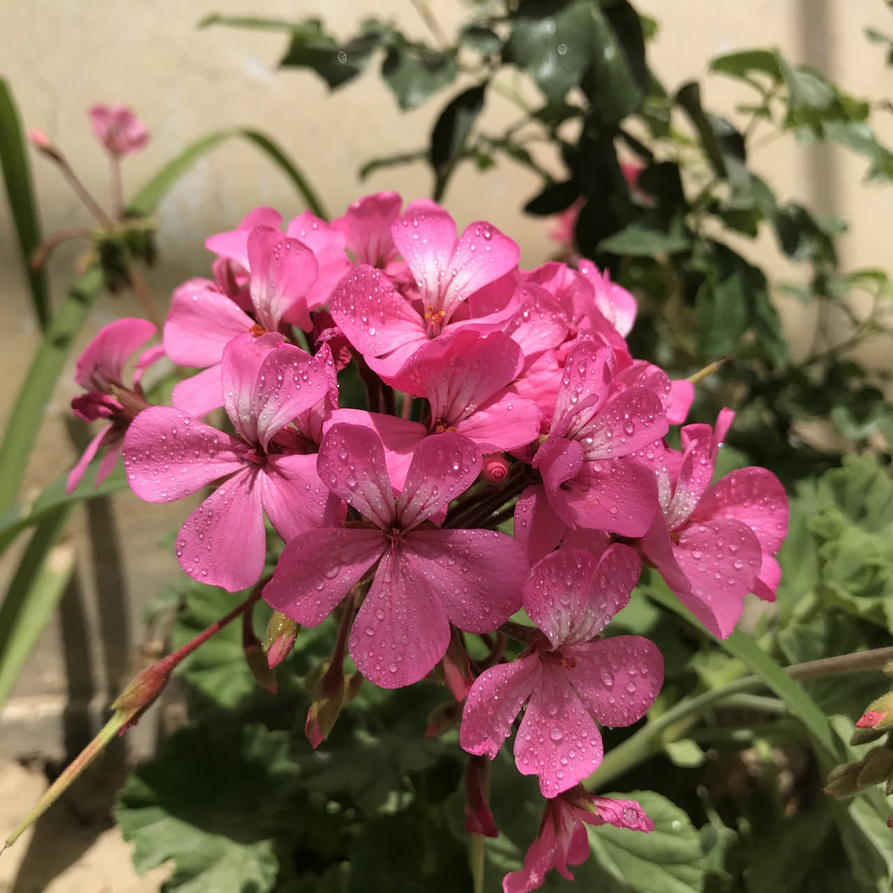 Gerani a maggio: il trucco dei vivai per fiori doppi e profumati