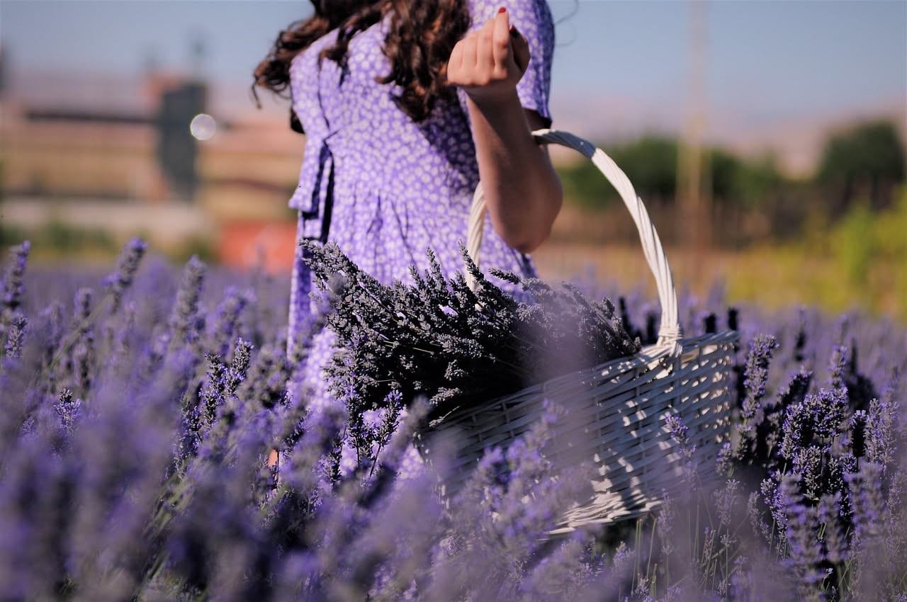 Lavanda a maggio: il trucco per averla fiorita fino a settembre