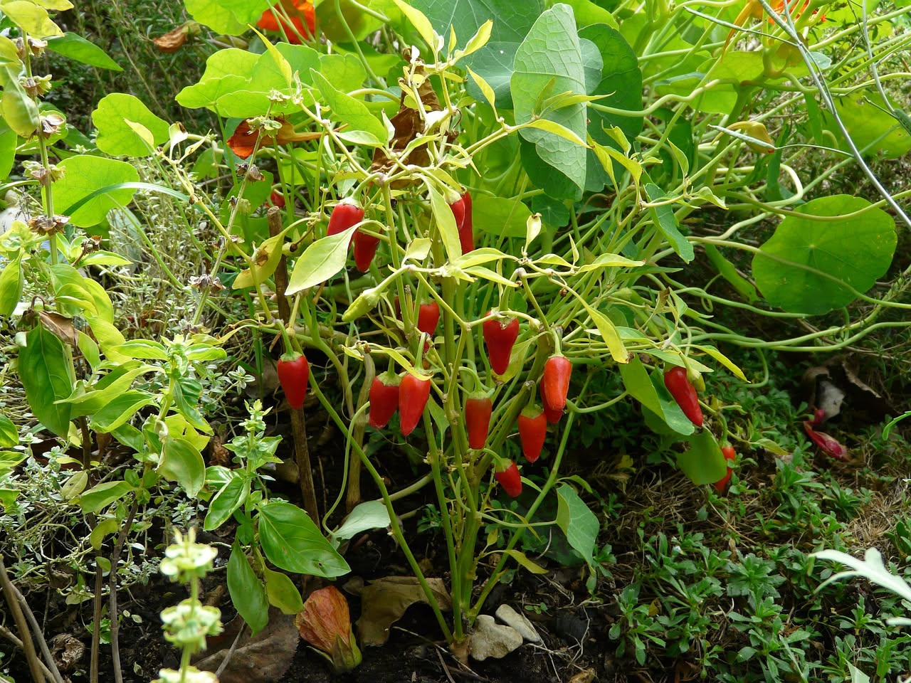 Peperoni in balcone a maggio: come coltivarli da zero