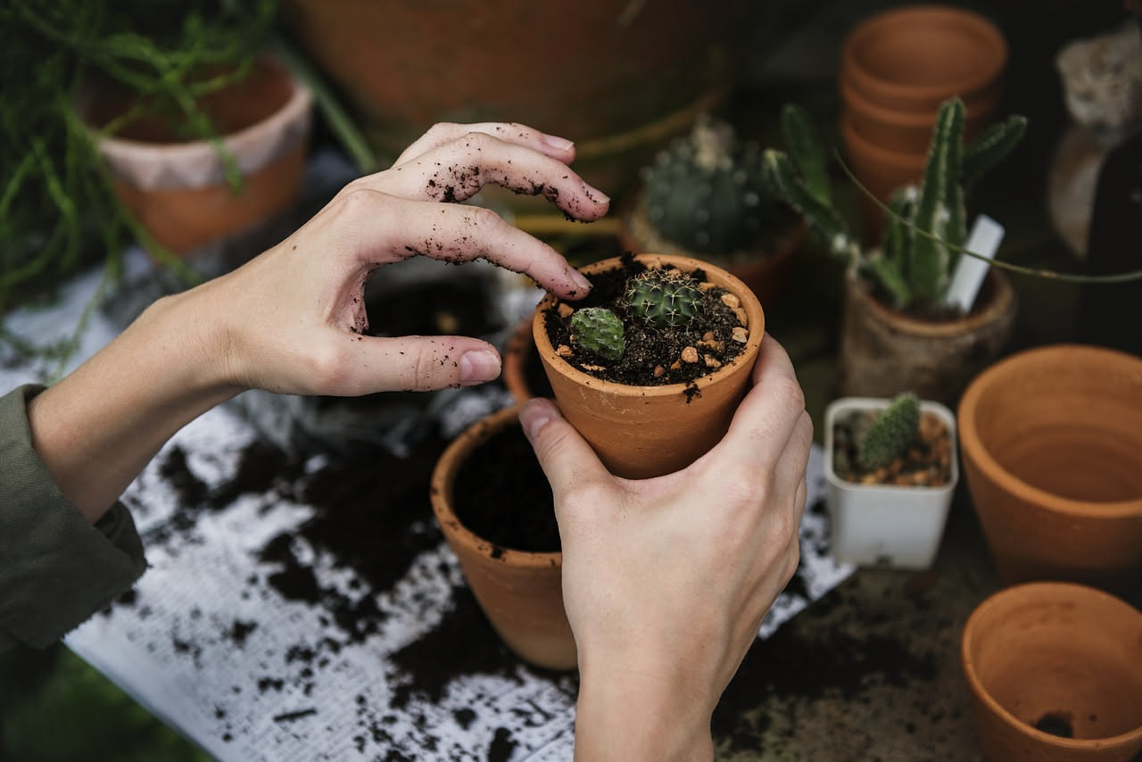 Orto in casa: quando curare le piante diventa cura di sé