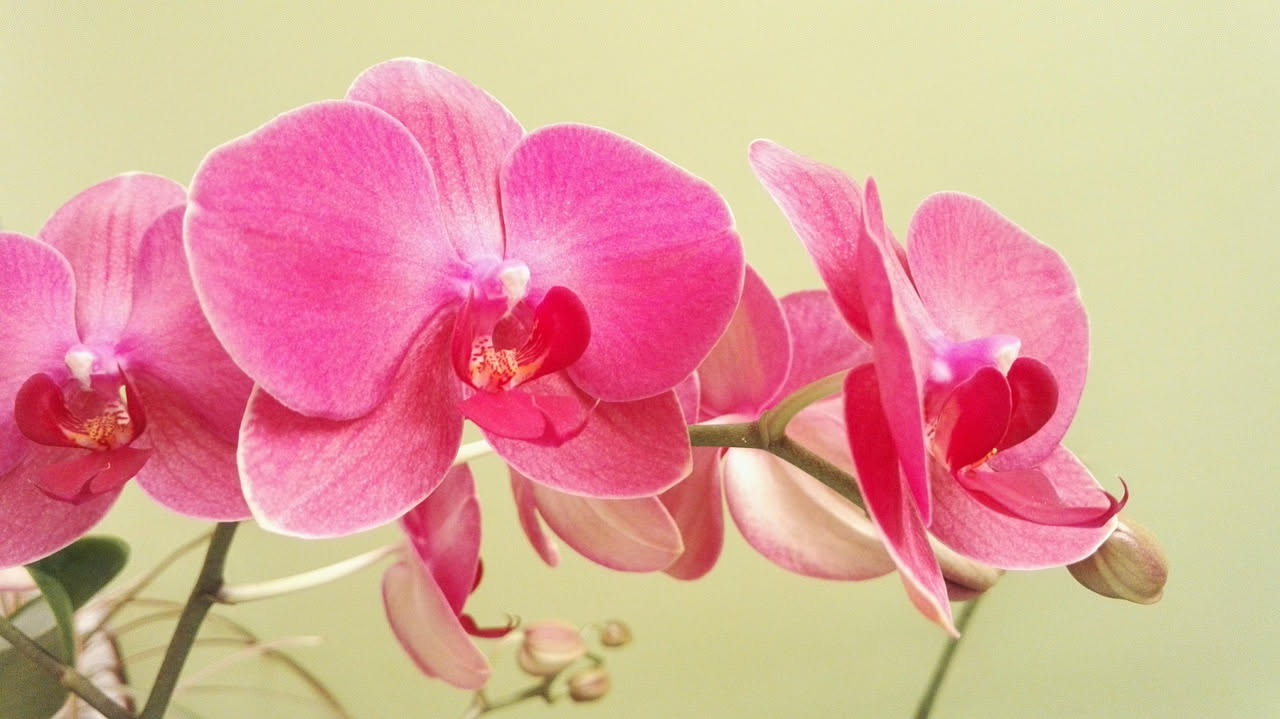 Curare orchidee come gesto di pazienza: il valore terapeutico
