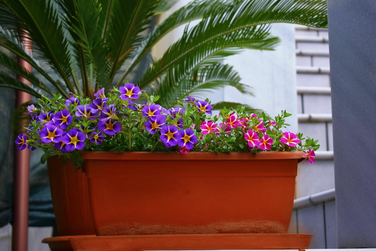 Come scegliere il vaso autoinnaffiante giusto per il balcone