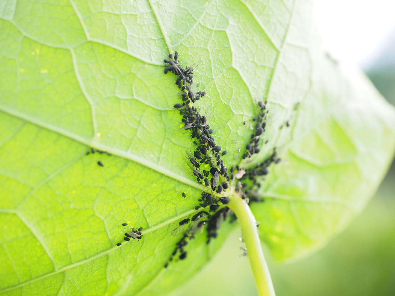 Afidi e cocciniglia in balcone: come proteggere le piante con nemici naturali