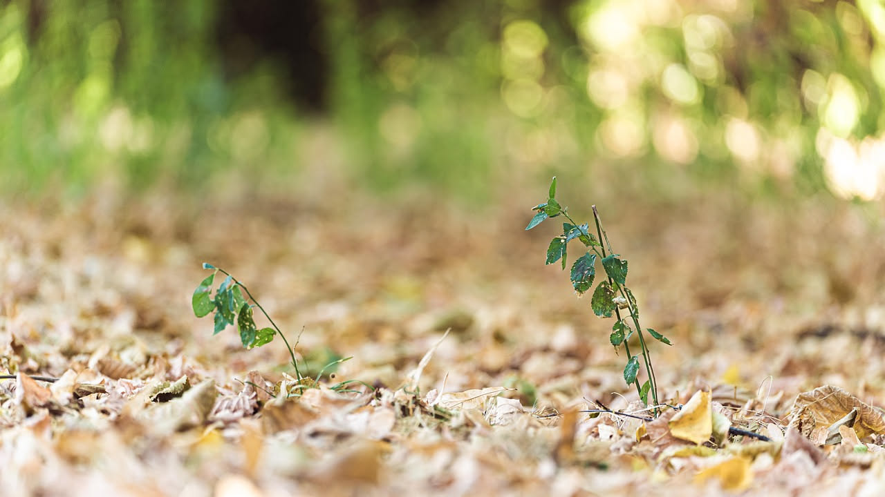 Camminare scalzi nel verde: cosa dice la ricerca sul grounding