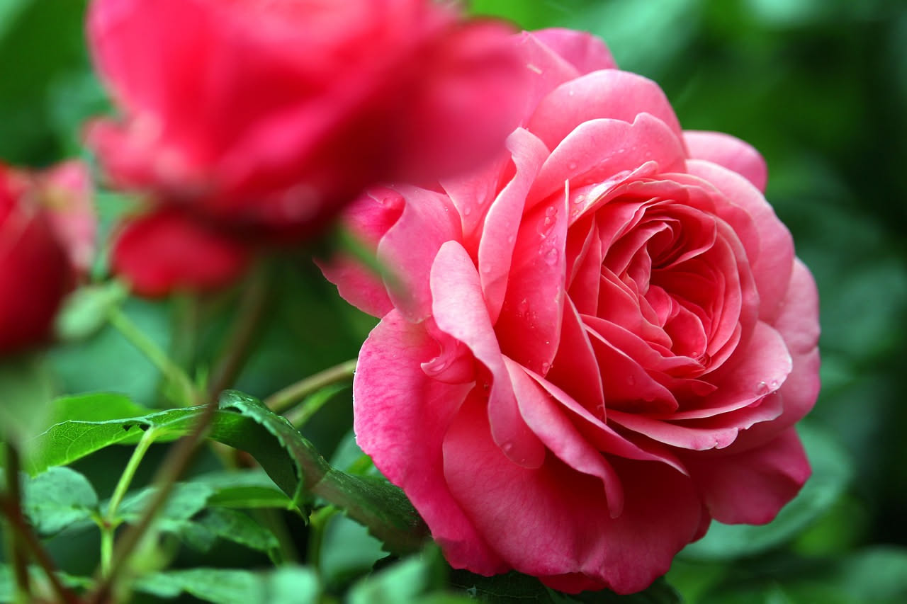 Concimare le rose in primavera: il programma giusto per fioriture continue