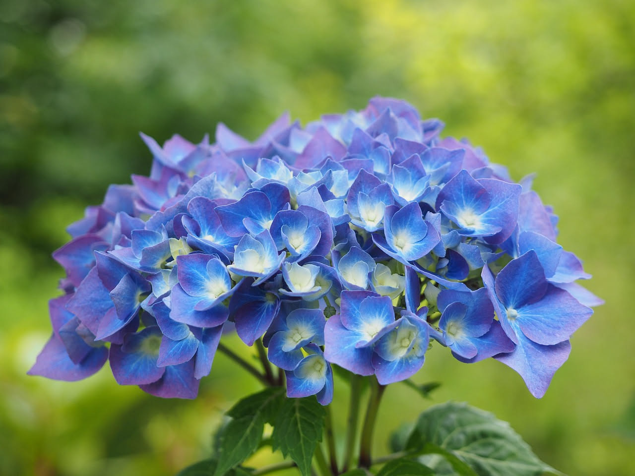 Ortensie blu: come mantenere il colore con l'acidità del terreno
