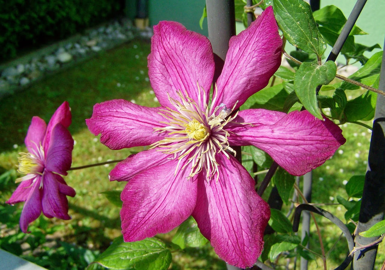 Clematis rampicanti: come potarle secondo il tipo di fioritura