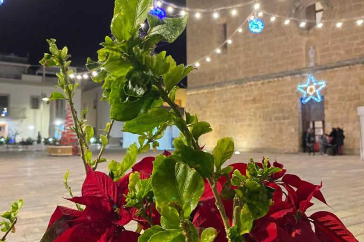 Carcere e giardinaggio: come le piante trasformano la riabilitazione