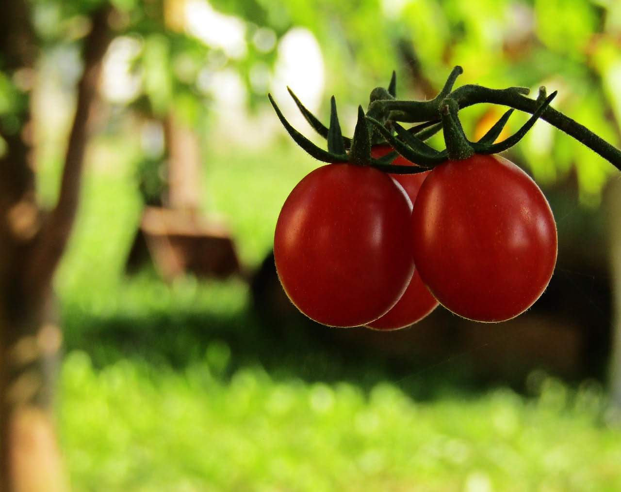 Tutori per pomodori nani: quali scegliere per il balcone