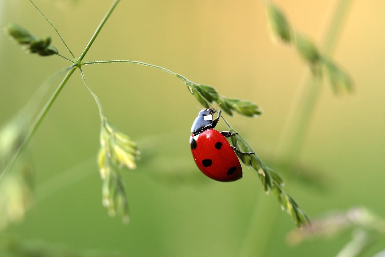 Coccinelle in casa contro i parassiti: come allevarle davvero