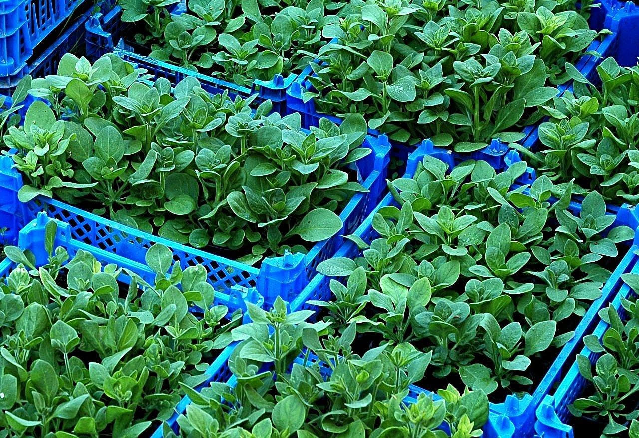 Questa pianta è l'alleato green per risparmiare in cucina e alleggerire la spesa di maggio
