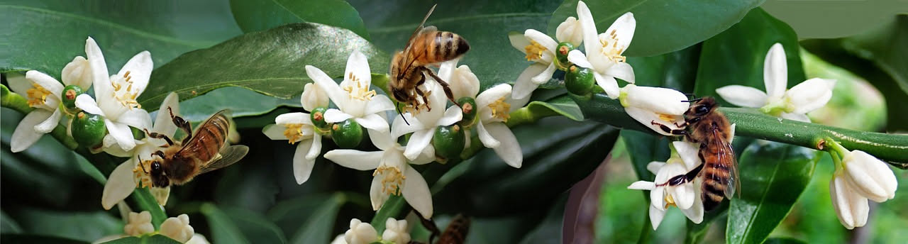 Come stimolare la fioritura di una pianta: i segreti del giardiniere