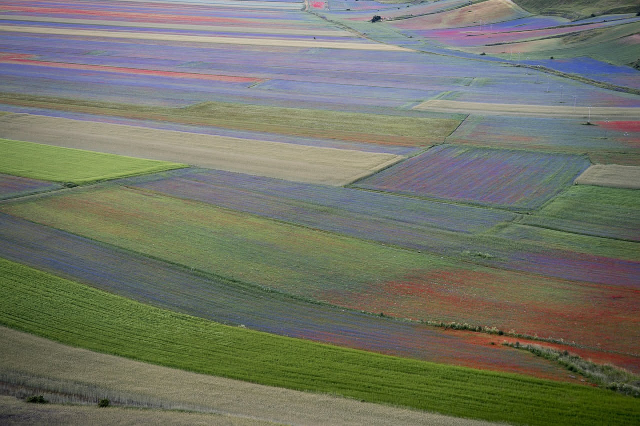 Fioritura Castelluccio 2026: quando il Piano Grande diventa tela dipinta