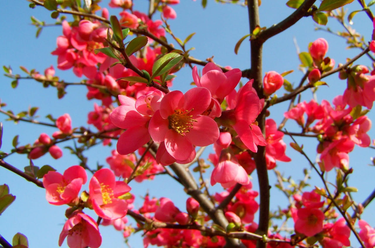 Piante che fioriscono in primavera: le più belle da coltivare