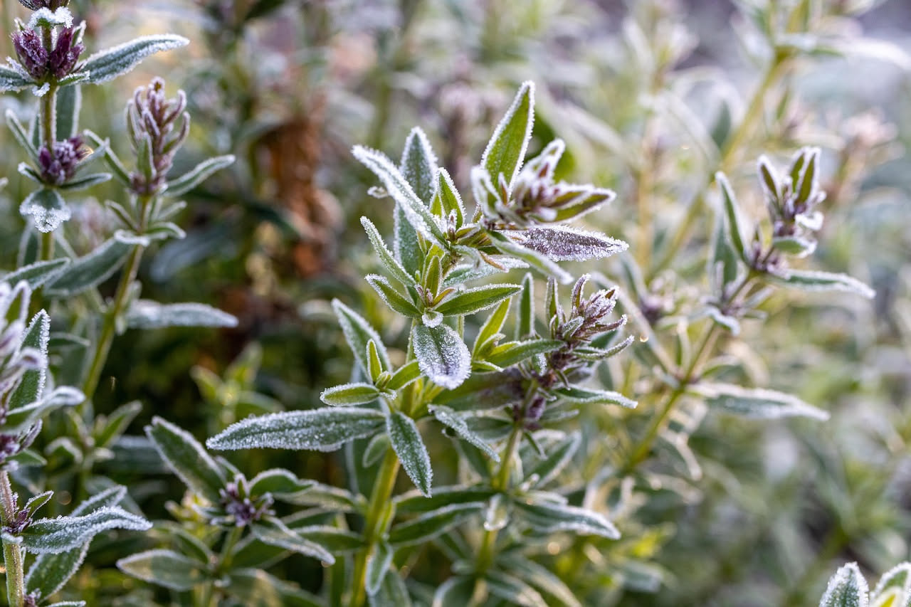 Piante che resistono al gelo: quali scegliere per l'inverno
