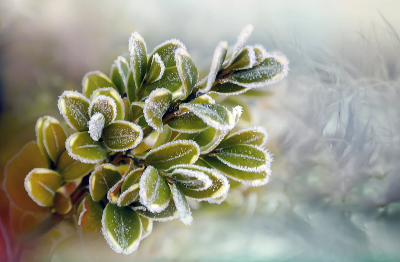 Piante che resistono al freddo: quali coltivare in inverno